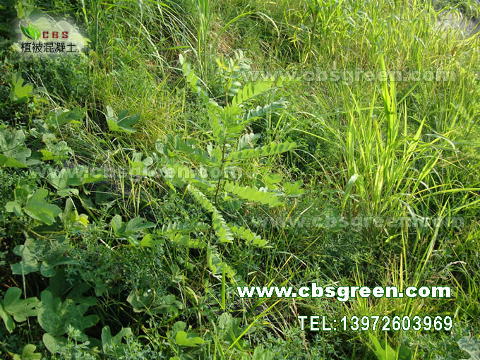 1602227363446568.jpg 12.jpg